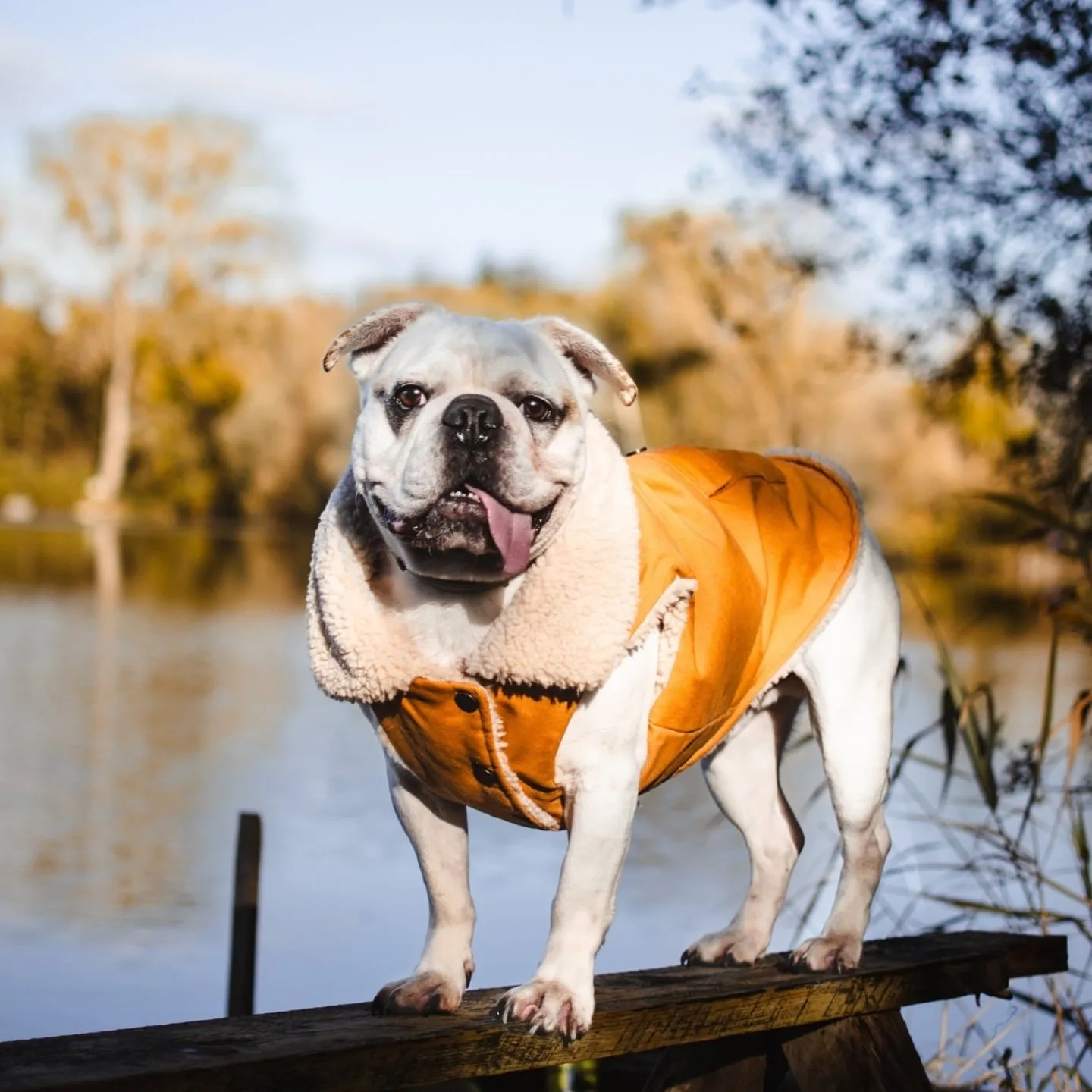 Workdog Insulated Utility Jacket Jackets