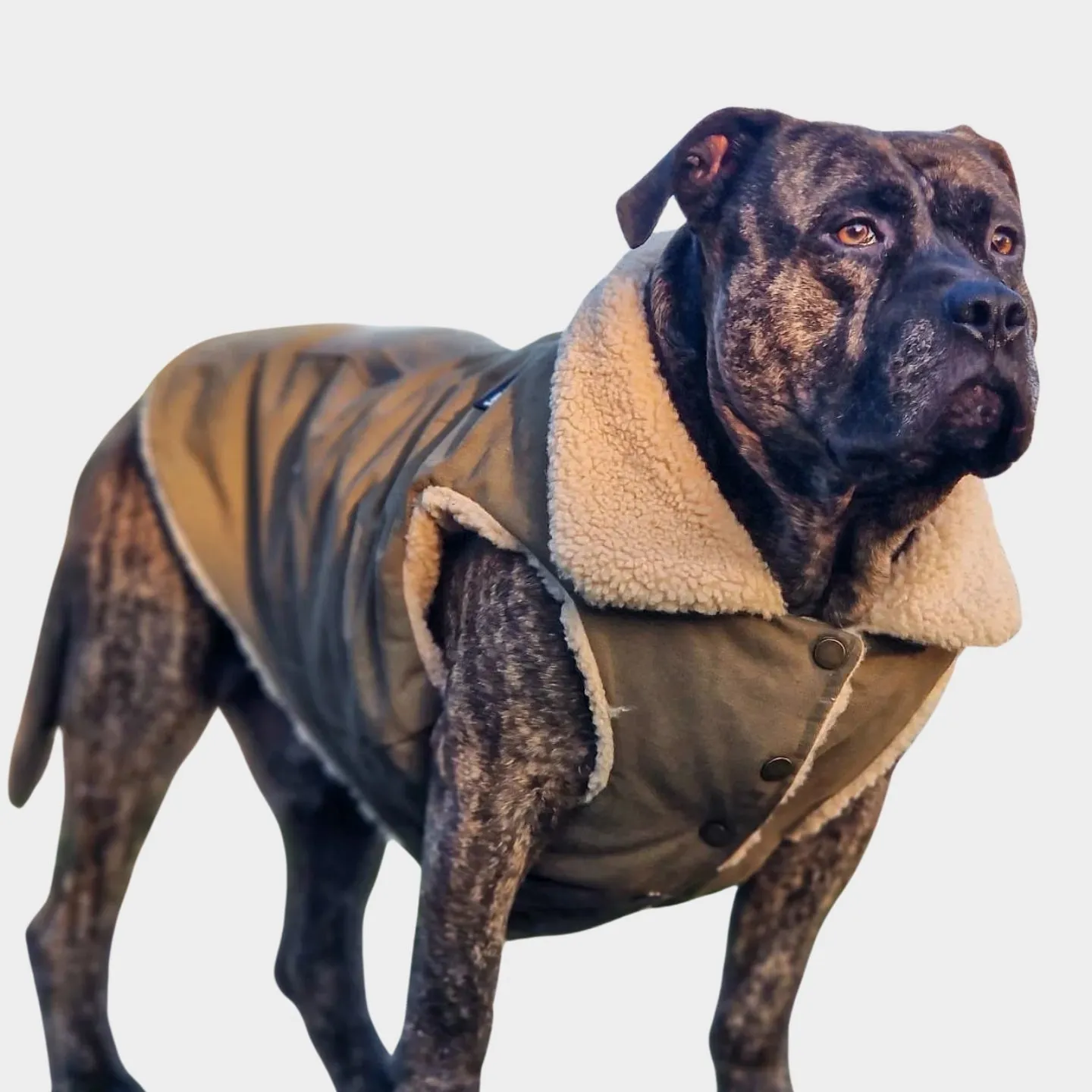 Workdog Insulated Utility Jacket Jackets